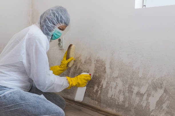 Best Residential Mold Remediation in Gibraltar, MI