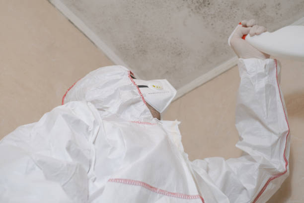 Best Black Mold Remediation in Gibraltar, MI