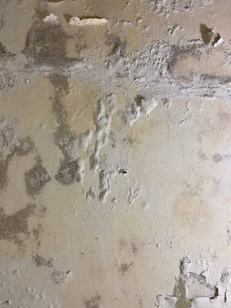 Best Localized Mold Remediation (e.g., coastal areas, humid climates) in Gibraltar, MI
