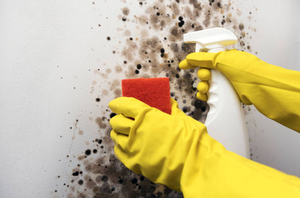 Best Post-Flood Mold Remediation in Gibraltar, MI
