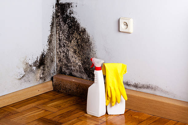 Best Attic Mold Remediation in Gibraltar, MI