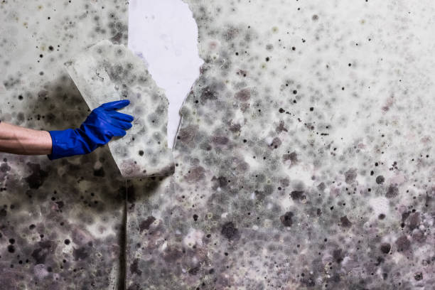 Best Bathroom Mold Remediation in Gibraltar, MI